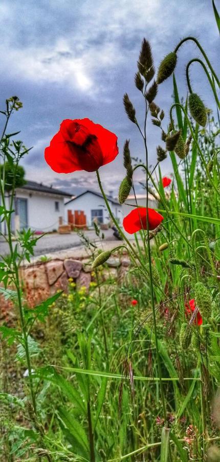 Ferienhaus Sonnenwind Am Hainer See Neukieritzsch Luaran gambar